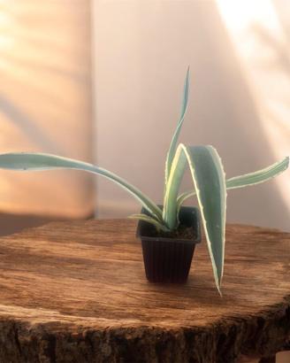 Agave variegata