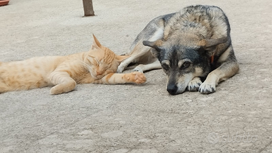 Piccola e dolcissima cagnolina