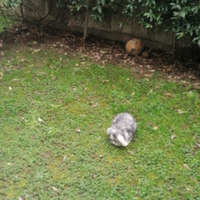 Coniglio nano ariete