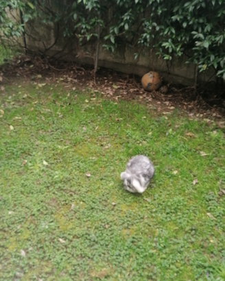 Coniglio nano ariete