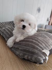Maltese