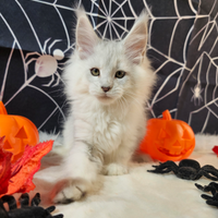 LEGGERE TUTTO SOTTO Maine Coon SHADED BLU TOP