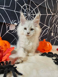 LEGGERE TUTTO SOTTO Maine Coon SHADED BLU TOP