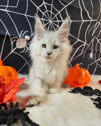 LEGGERE TUTTO SOTTO Maine Coon SHADED BLU TOP