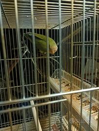 Inseparabile rosacollis