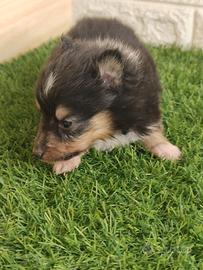 Shetland con pedigree