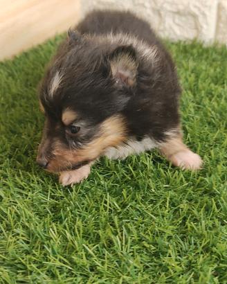 Shetland con pedigree