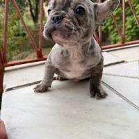 Cucciolo di Bulldog Francese