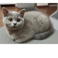 British shorthair