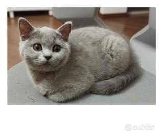 British shorthair