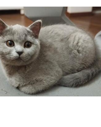 British shorthair