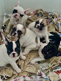 Bouledogue francese cuccioli