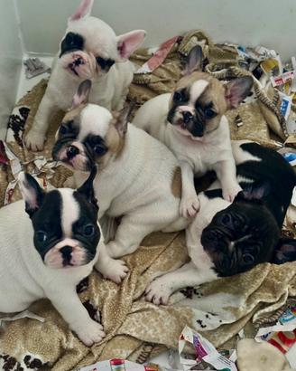 Bouledogue francese cuccioli