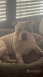 Vorrei femminuccia per accoppiamento