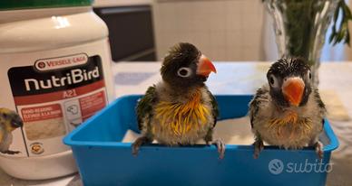 Pulli inseparabili personata mascherato