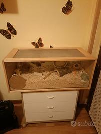 terrario XXL per roditori 