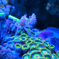 Kit completo acquario marino 220L con sump, attrez