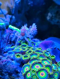 Kit completo acquario marino 220L con sump, attrez