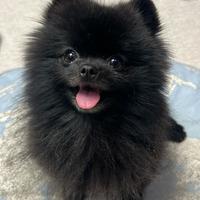 VOLPINO SPITZ di POMERANIA NANO - VOLPINI neri