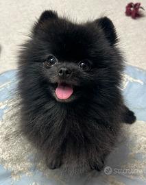 VOLPINO SPITZ di POMERANIA NANO - VOLPINI neri