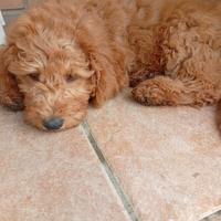 Barboncino medio maschio