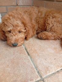 Barboncino medio maschio