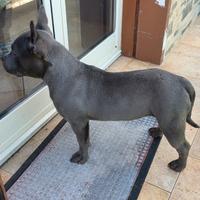 American Bully Pocket pedigree ABKC