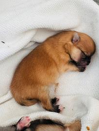 Cucciolo di volpino di pomerania con pedigree