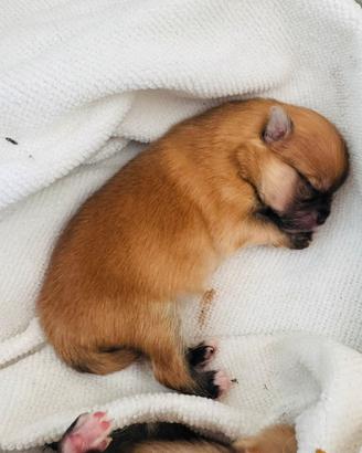 Cucciolo di volpino di pomerania con pedigree