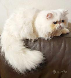 Persiano ipertipico maschio