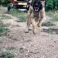 Pastore del caucaso Maschio