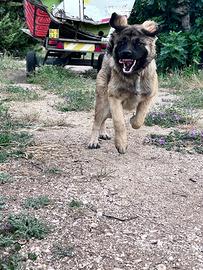 Pastore del caucaso Maschio