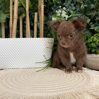 Chihuahua toy maschietto pelo lungo 3 mesi