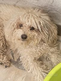 Cuccioli barboncino toy
