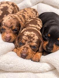 Cuccioli bassotto arlecchino, nero focato PEDIGREE