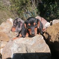 Bassotto tedesco kaninchen e nano