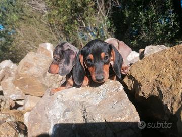 Bassotto tedesco kaninchen e nano