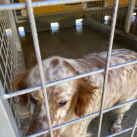 Setter inglese