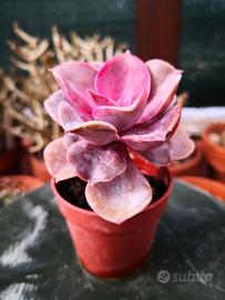 Echeveria rainbow (Perla di Norimberga)