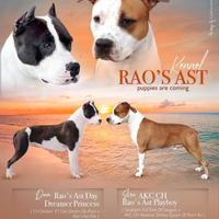 Cuccioli Amstaff con pedigree