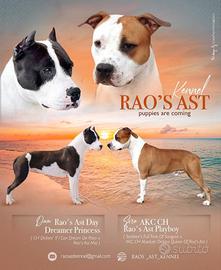 Cuccioli Amstaff con pedigree