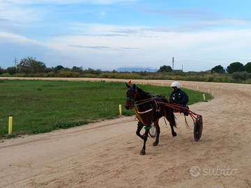 Mini trotter