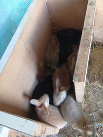 Si cedono conigli da carne