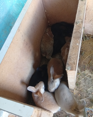 Si cedono conigli da carne