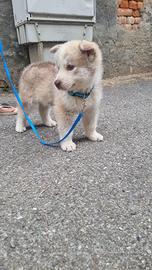 Akita inu giapponese