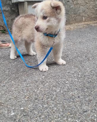 Akita inu giapponese