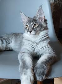 cucciola di Maine Coon
