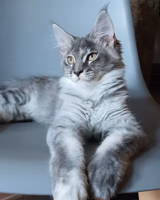 cucciola di Maine Coon