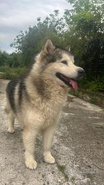 Husky malamute