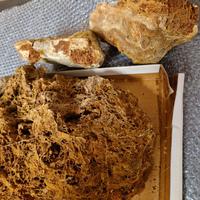 Rocce Acquario: Maple Leaf Rocks